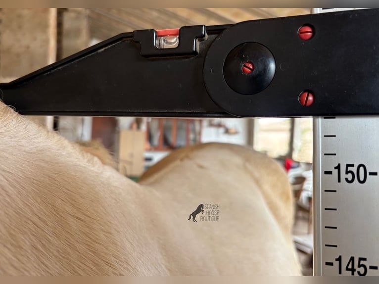 Andalusier Stute 6 Jahre 153 cm Cremello in Mallorca
