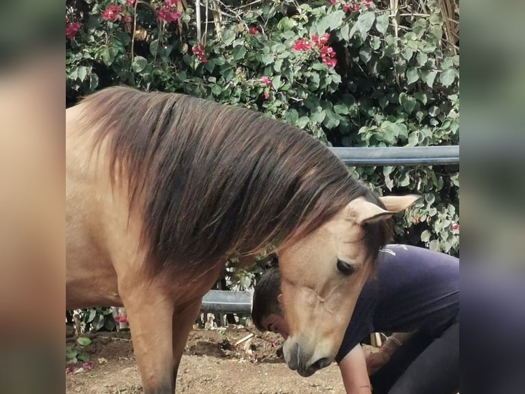 Andalusier Stute 6 Jahre 153 cm Falbe in Adra Almeria