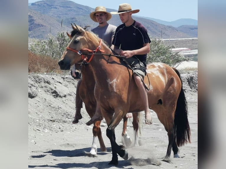 Andalusier Stute 6 Jahre 153 cm Falbe in Adra Almeria