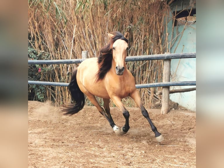 Andalusier Stute 6 Jahre 153 cm Falbe in Adra Almeria