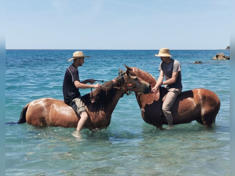 Andalusier Stute 6 Jahre 153 cm Falbe in Adra Almeria