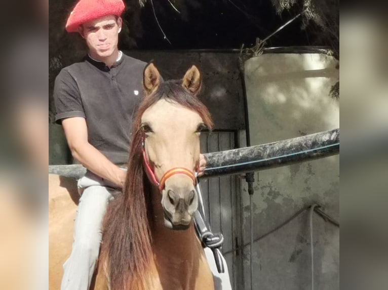 Andalusier Stute 6 Jahre 153 cm Falbe in Adra Almeria