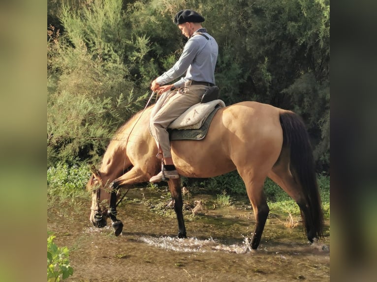 Andalusier Stute 6 Jahre 153 cm Falbe in Adra Almeria