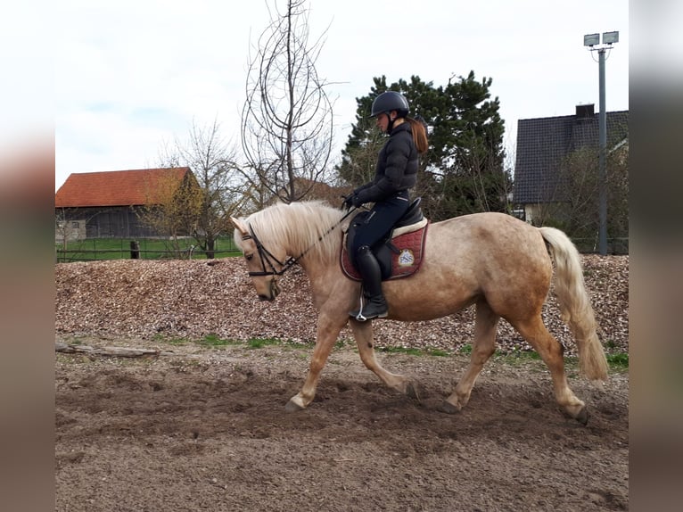 Andalusier Mix Stute 6 Jahre 154 cm Falbe in Karlshuld