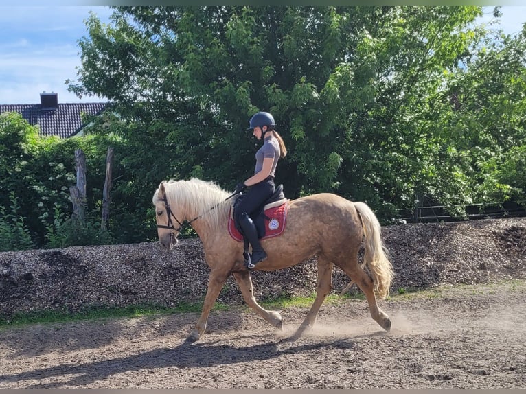 Andalusier Mix Stute 6 Jahre 155 cm Falbe in Karlshuld