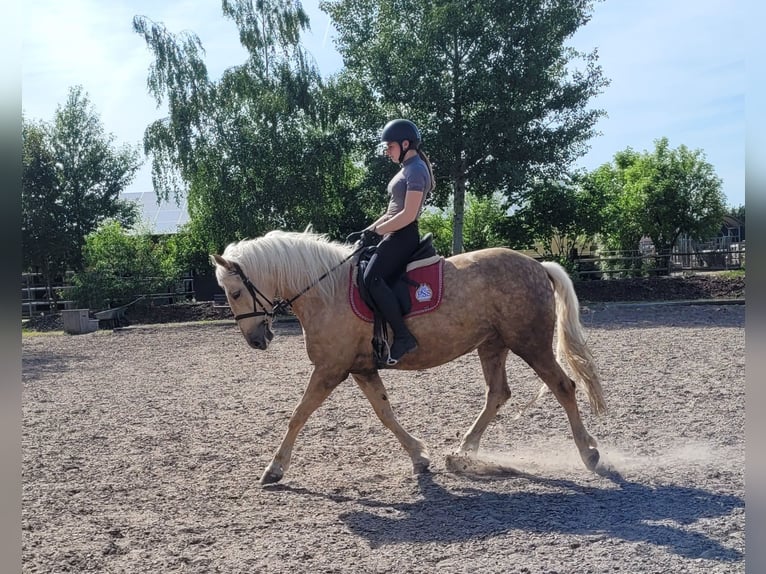 Andalusier Mix Stute 6 Jahre 155 cm Falbe in Karlshuld