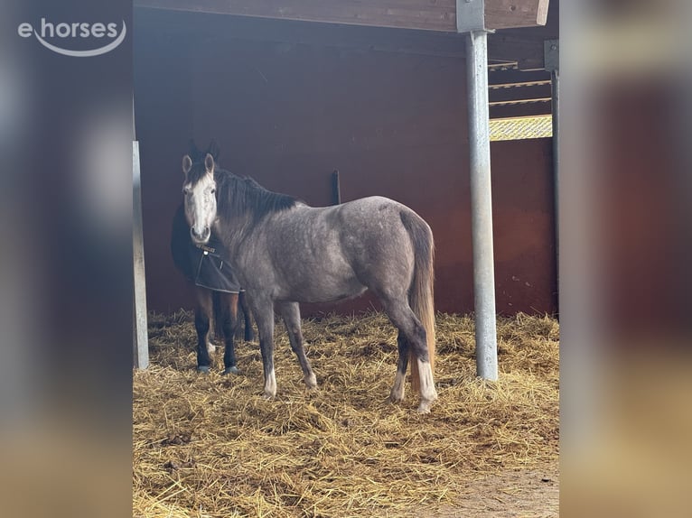 Andalusier Mix Stute 6 Jahre 155 cm Fliegenschimmel in Frankenberg (Eder)