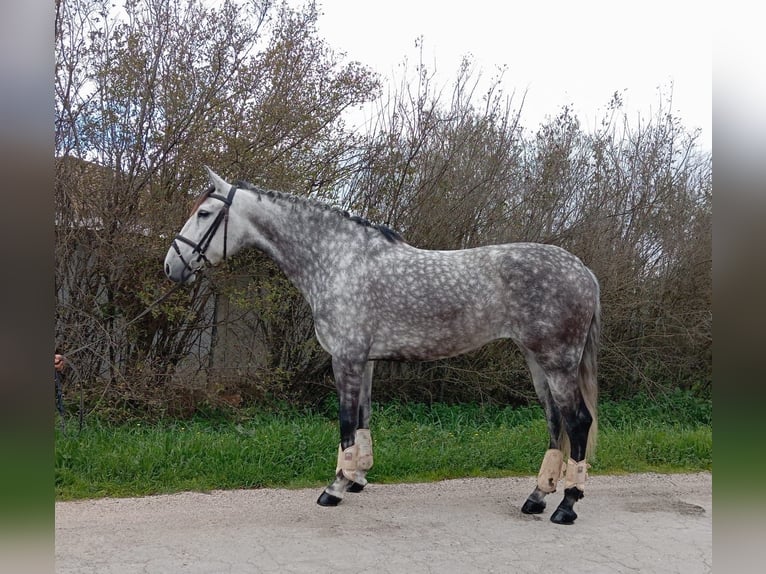 Andalusier Stute 6 Jahre 155 cm Schimmel in Malaga