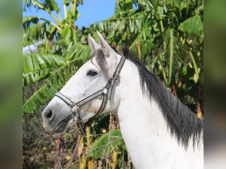 Andalusier Stute 6 Jahre 155 cm Schimmel in Vejer de la Frontera