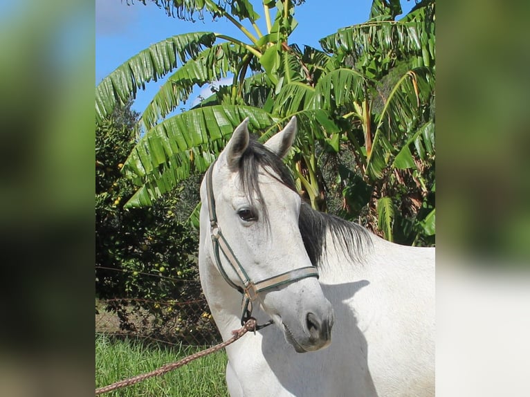 Andalusier Stute 6 Jahre 155 cm Schimmel in Vejer de la Frontera