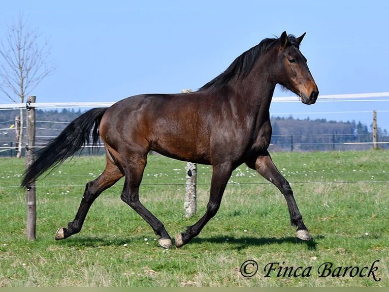 Andalusier Stute 6 Jahre 156 cm Brauner in Wiebelsheim