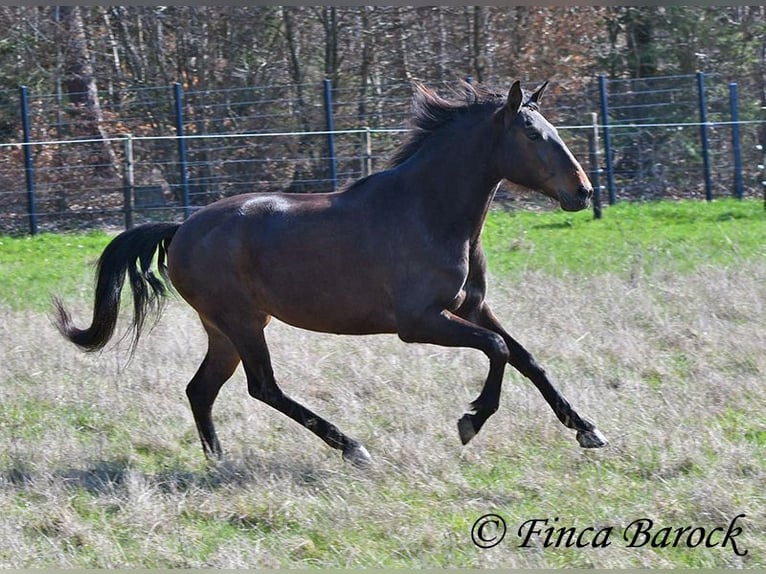 Andalusier Stute 6 Jahre 156 cm Brauner in Wiebelsheim