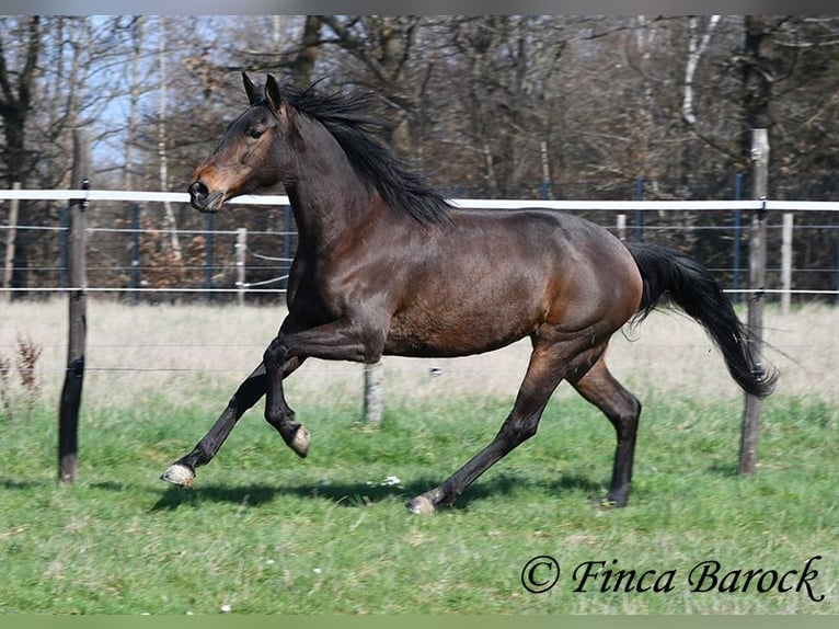 Andalusier Stute 6 Jahre 156 cm Brauner in Wiebelsheim