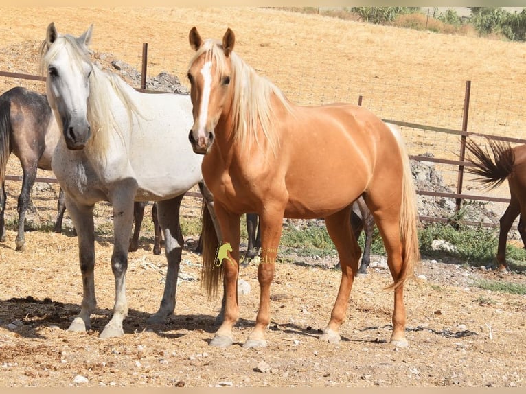 Andalusier Stute 6 Jahre 156 cm Palomino in Provinz Cordoba