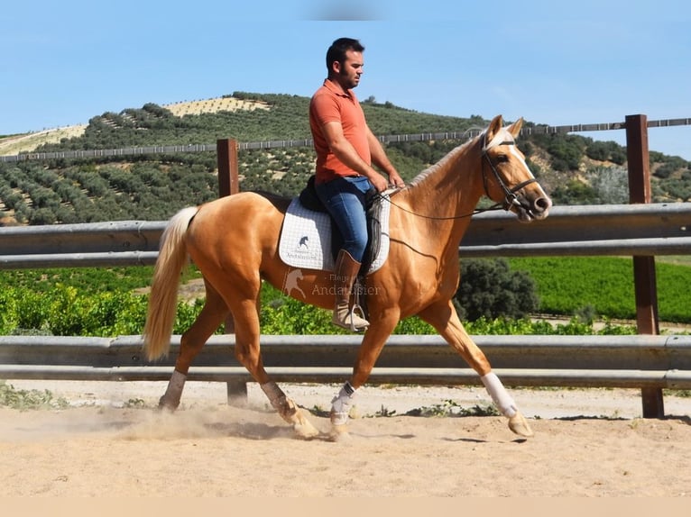 Andalusier Stute 6 Jahre 156 cm Palomino in Provinz Cordoba