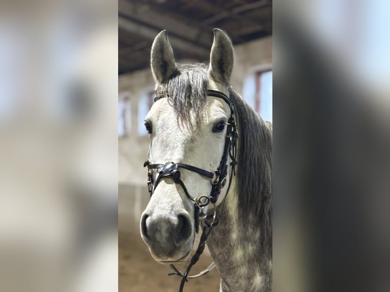 Andalusier Mix Stute 6 Jahre 156 cm Schimmel in Váckisújfalu