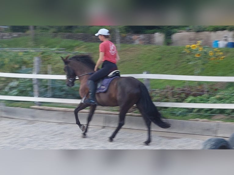 Andalusier Stute 6 Jahre 157 cm Brauner in Strugarjach / StrugarjeFerlach