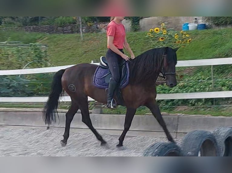 Andalusier Stute 6 Jahre 157 cm Brauner in Strugarjach / StrugarjeFerlach