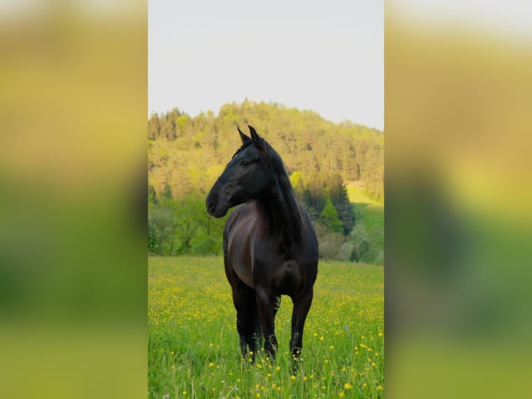Andalusier Stute 6 Jahre 157 cm Brauner in Strugarjach / StrugarjeFerlach