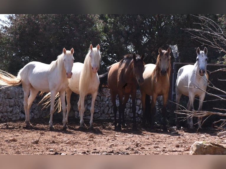 Andalusier Stute 6 Jahre 157 cm Falbe in Mallorca