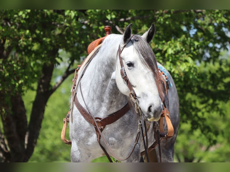 Andalusier Mix Stute 6 Jahre 157 cm Schimmel in Chatfield