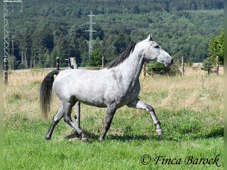 Andalusier Stute 6 Jahre 157 cm Schimmel in Wiebelsheim