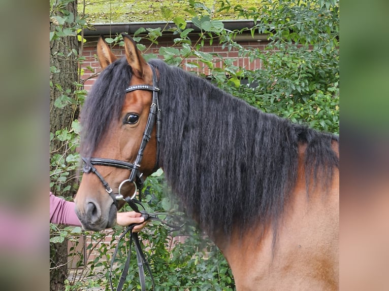 Andalusier Stute 6 Jahre 158 cm Brauner in Nettetal