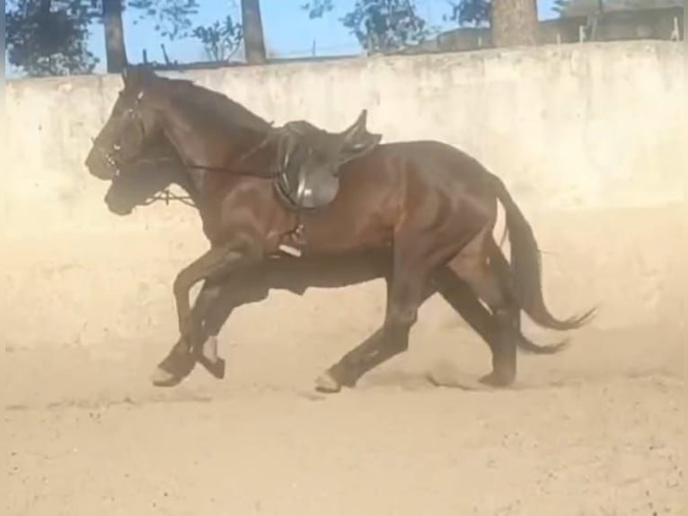 Andalusier Stute 6 Jahre 158 cm Brauner in Vejer de la Frontera
