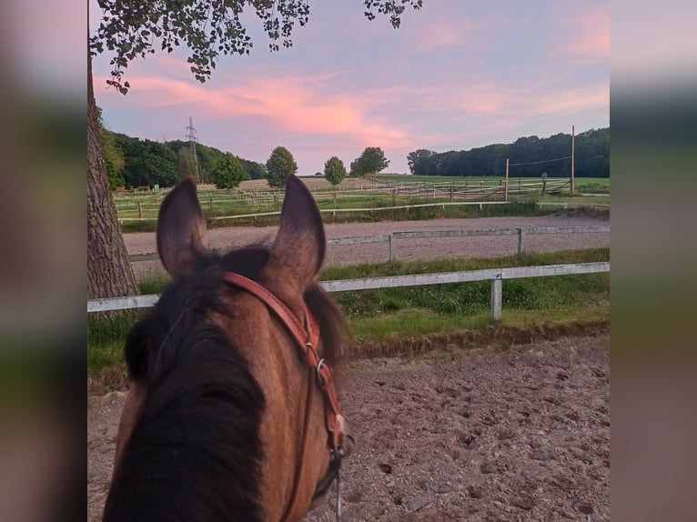 Andalusier Stute 6 Jahre 158 cm Falbe in Hagen