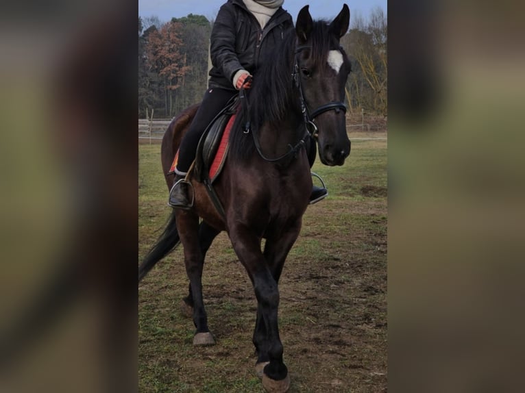 Andalusier Stute 6 Jahre 158 cm Rappe in Ludwigsfelde