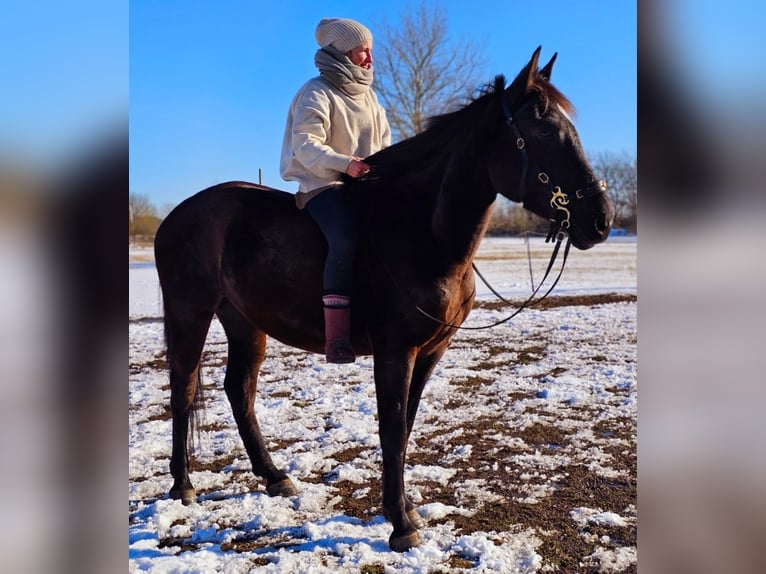 Andalusier Stute 6 Jahre 158 cm Rappe in Ludwigsfelde