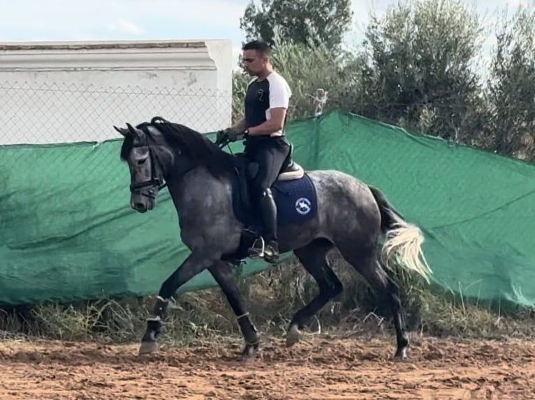 Andalusier Mix Stute 6 Jahre 158 cm Schimmel in Sevilla