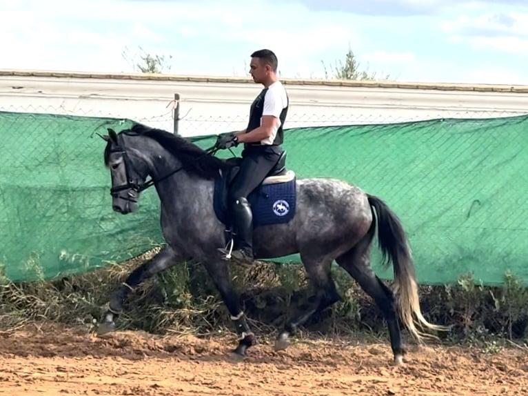 Andalusier Mix Stute 6 Jahre 158 cm Schimmel in Sevilla