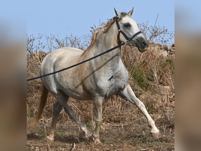 Andalusier Stute 6 Jahre 158 cm Schimmel in Menorca