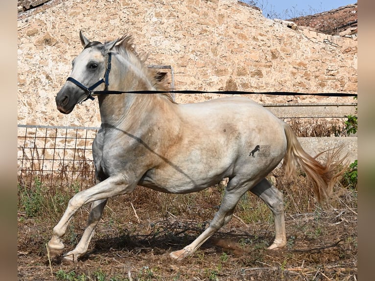Andalusier Stute 6 Jahre 158 cm Schimmel in Menorca