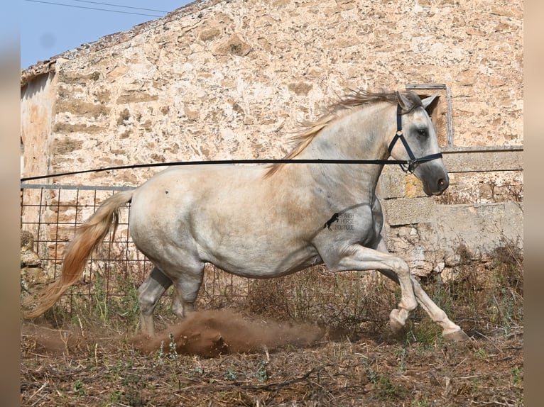 Andalusier Stute 6 Jahre 158 cm Schimmel in Menorca