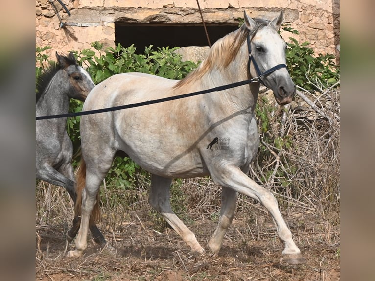 Andalusier Stute 6 Jahre 158 cm Schimmel in Menorca