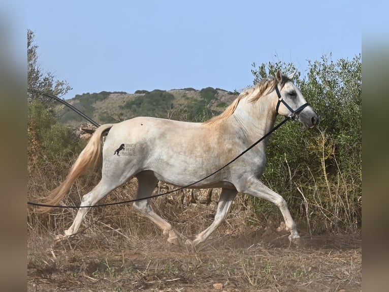 Andalusier Stute 6 Jahre 158 cm Schimmel in Menorca
