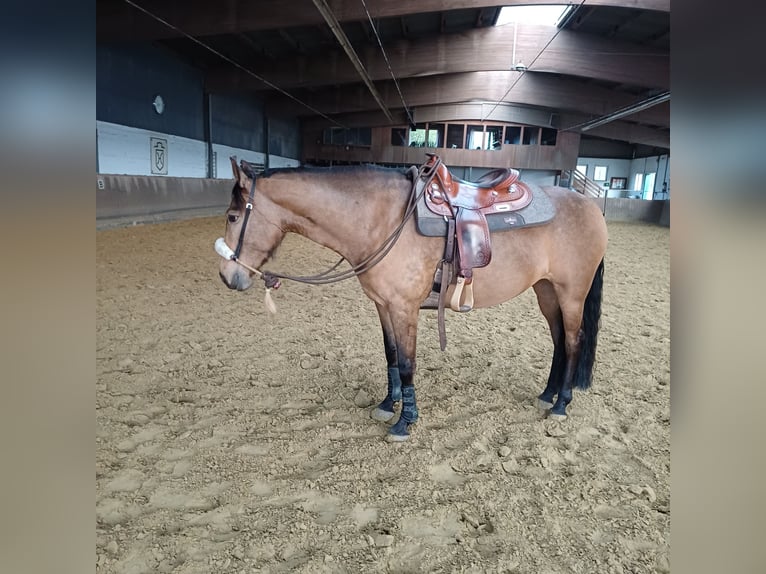 Andalusier Stute 6 Jahre 159 cm  in Hagen