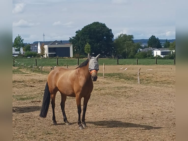 Andalusier Stute 6 Jahre 159 cm  in Schwerte