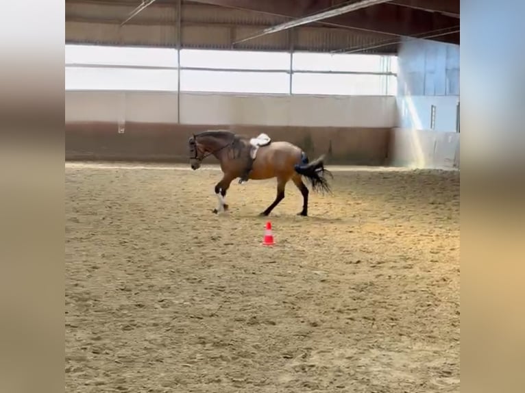 Andalusier Stute 6 Jahre 159 cm  in Schwerte