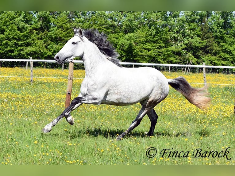 Andalusier Stute 6 Jahre 159 cm Schimmel in Wiebelsheim
