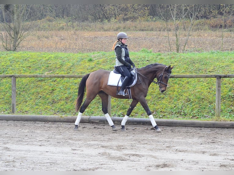 Andalusier Stute 6 Jahre 160 cm Brauner in Wellheim