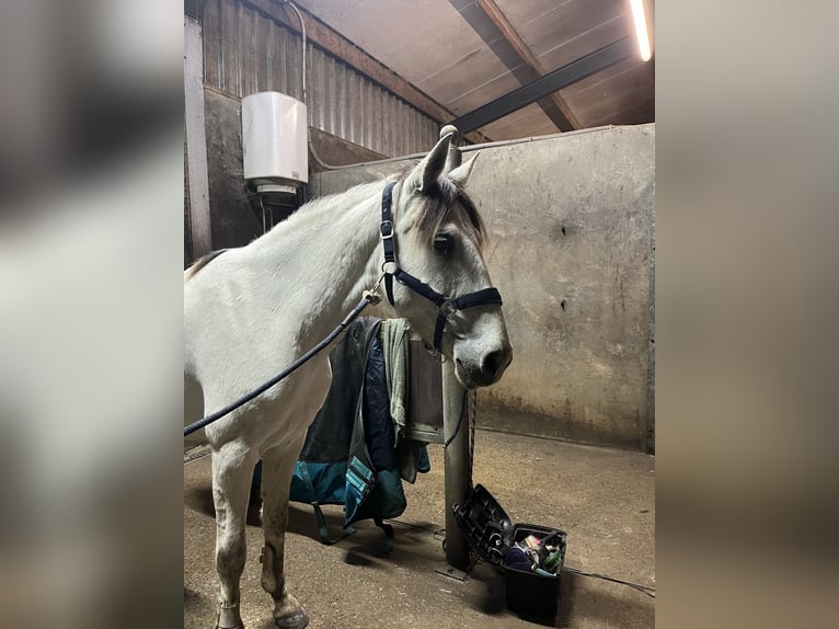 Andalusier Stute 6 Jahre 161 cm Schimmel in Druten