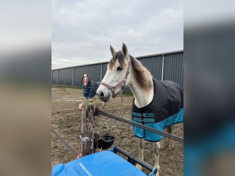 Andalusier Stute 6 Jahre 161 cm Schimmel in Druten