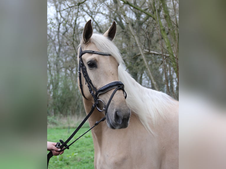 Andalusier Stute 6 Jahre 162 cm Palomino in Nettetal