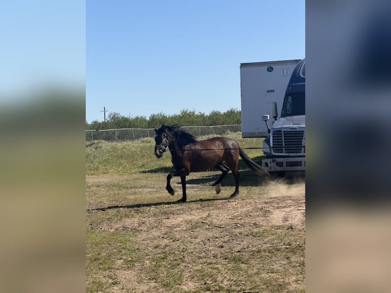 Andalusier Stute 6 Jahre 163 cm Dunkelfuchs in Manteca