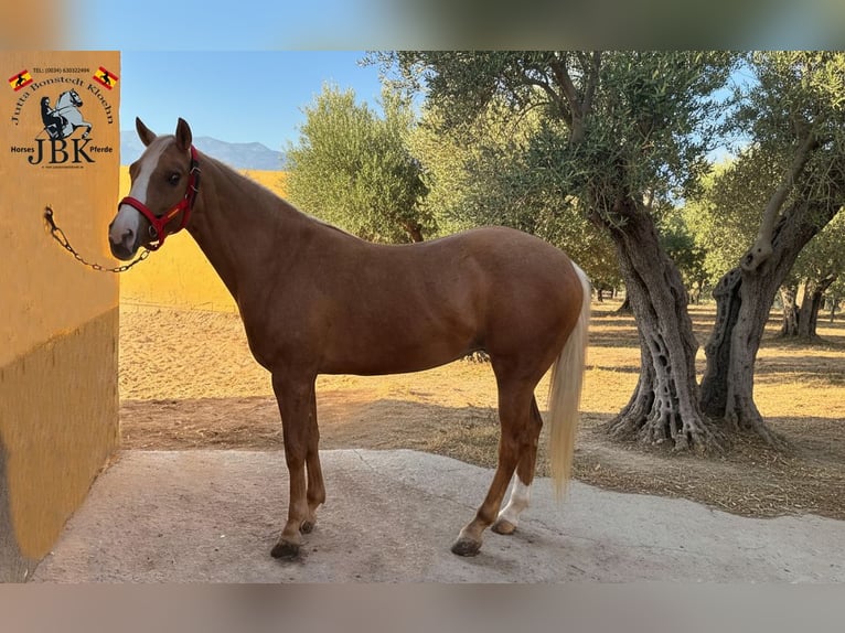 Andalusier Stute 6 Jahre 164 cm Palomino in Tabernas Almeria