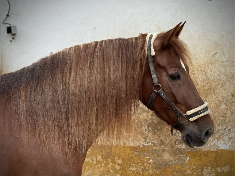 Andalusier Stute 6 Jahre 168 cm Fuchs in Valencia