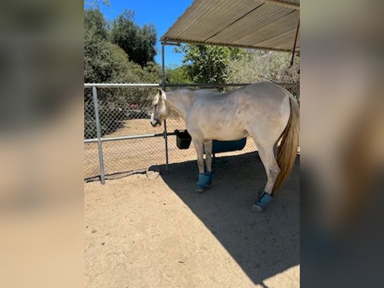 Andalusier Stute 6 Jahre White in Lake Forest